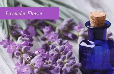 Benefits and Uses of Lavender