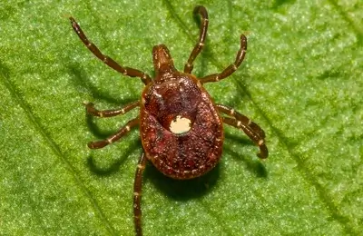 Common Tick Species
