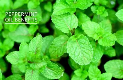 Benefits and Uses of Peppermint