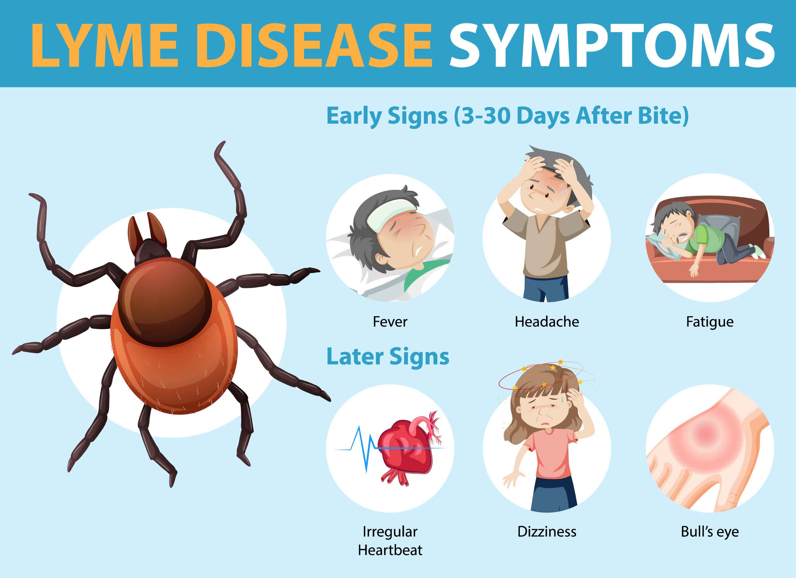 symptoms lyme disease