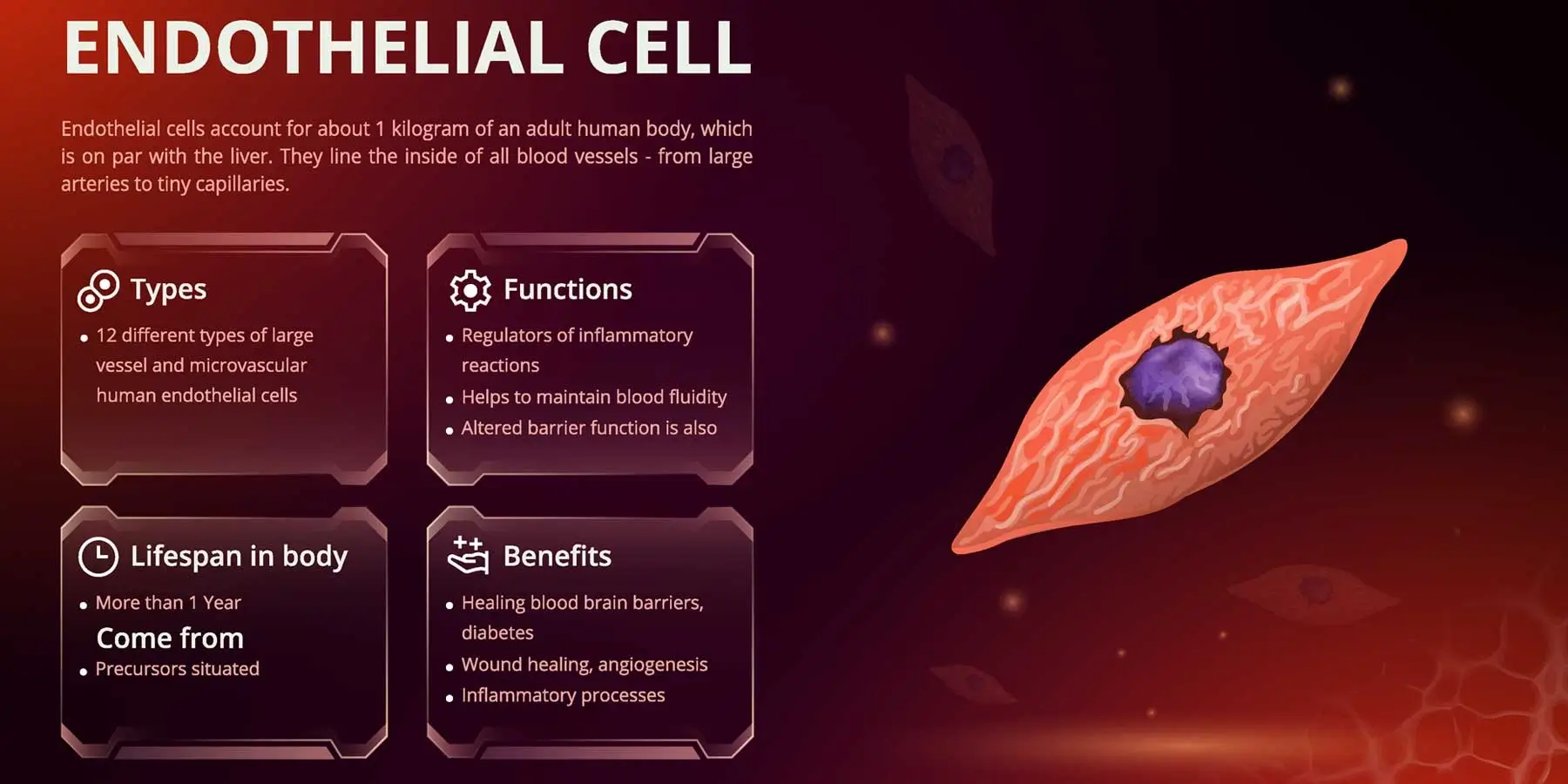 PEMF And Effects On Endothelial Cells For Wound Healing PEMF And Effects On Endothelial Cells For Wound Healing