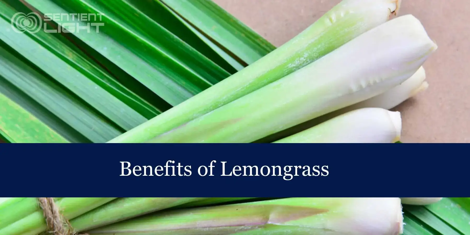 Benefits and Uses of Lemongrass Benefits and Uses of Lemongrass