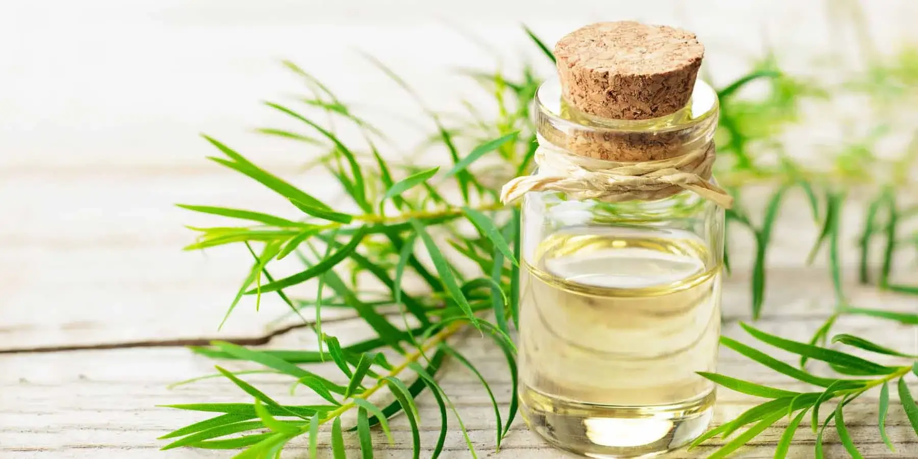 Uses and Benefits of Tea Tree Oil Uses and Benefits of Tea Tree Oil