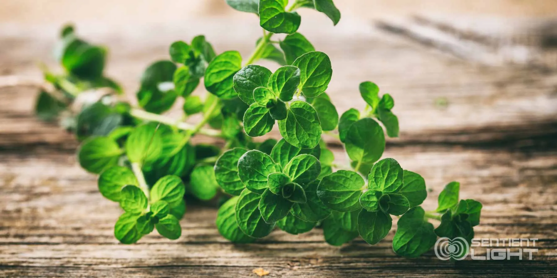 use-oregano-oil