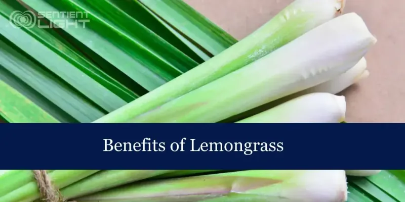 lemongrass