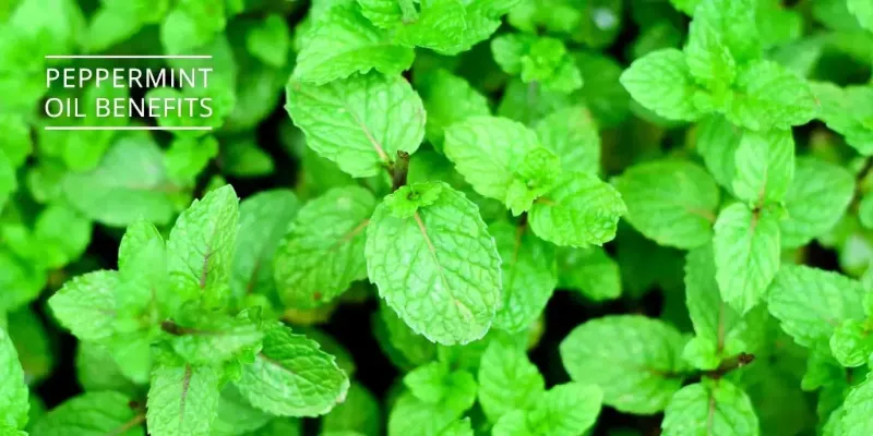peppermint