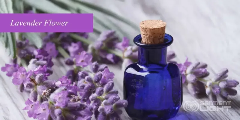 lavender