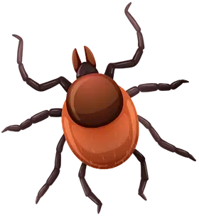 insect